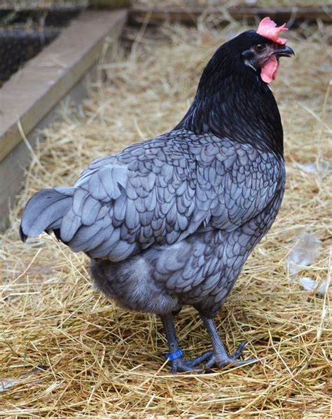 blue sapphire pullets|blue plymouth chicken.